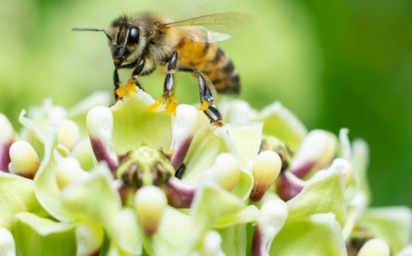 This social startup revolutionizes the way how to protect bees This social startup revolutionizes the way how to protect bees