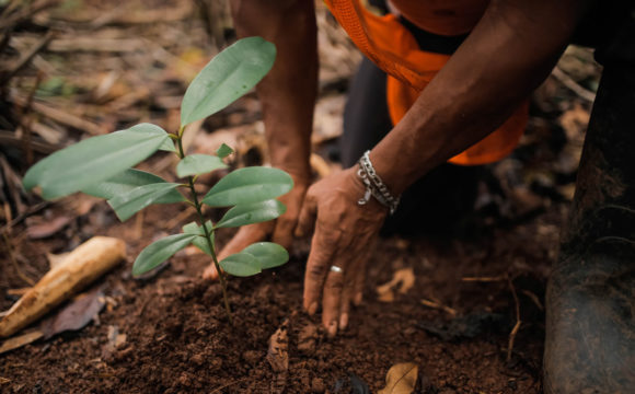 Schaffe dir deinen eigenen Klimaschutzwald!